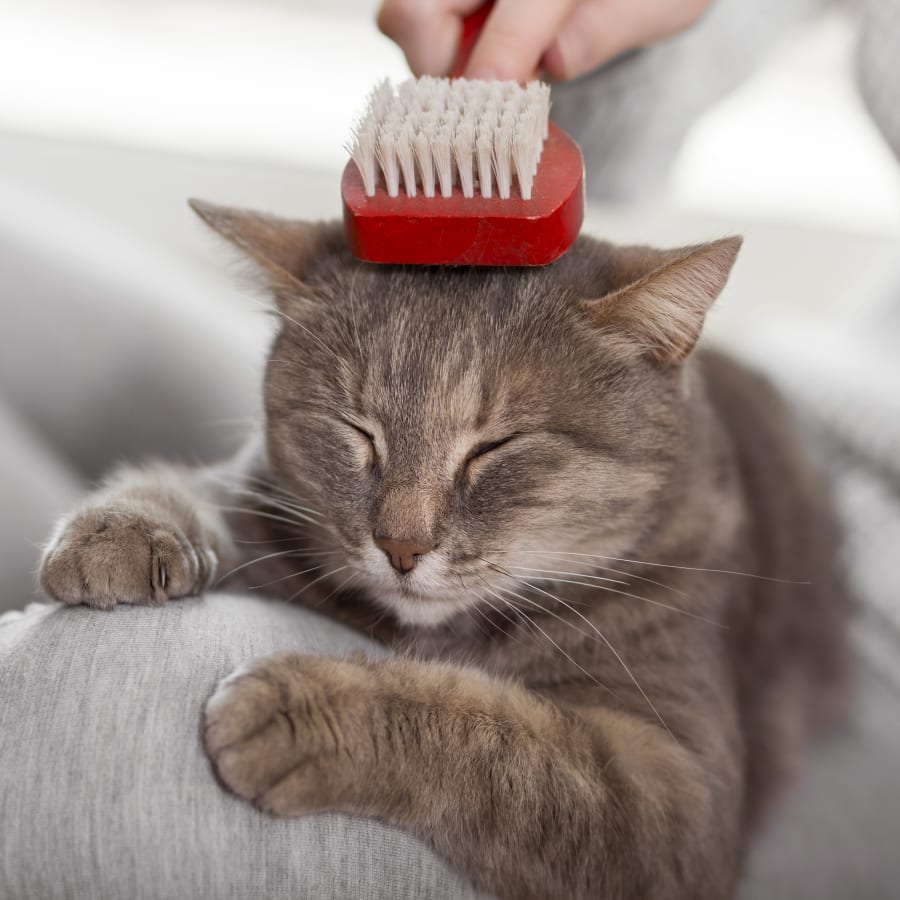 Pet Grooming & Bathing in Murfreesboro