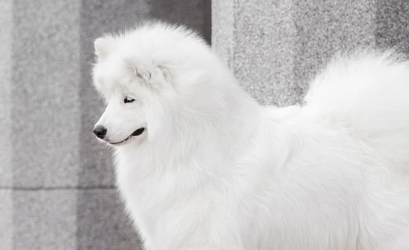 Murfreesboro animal clinic