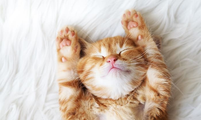 My Pet Care Plan Preventive Care for Kittens, Animal Medical Center