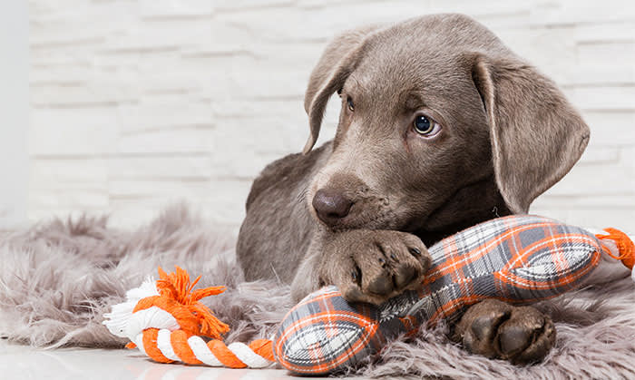 Puppies, Animal Medical Center