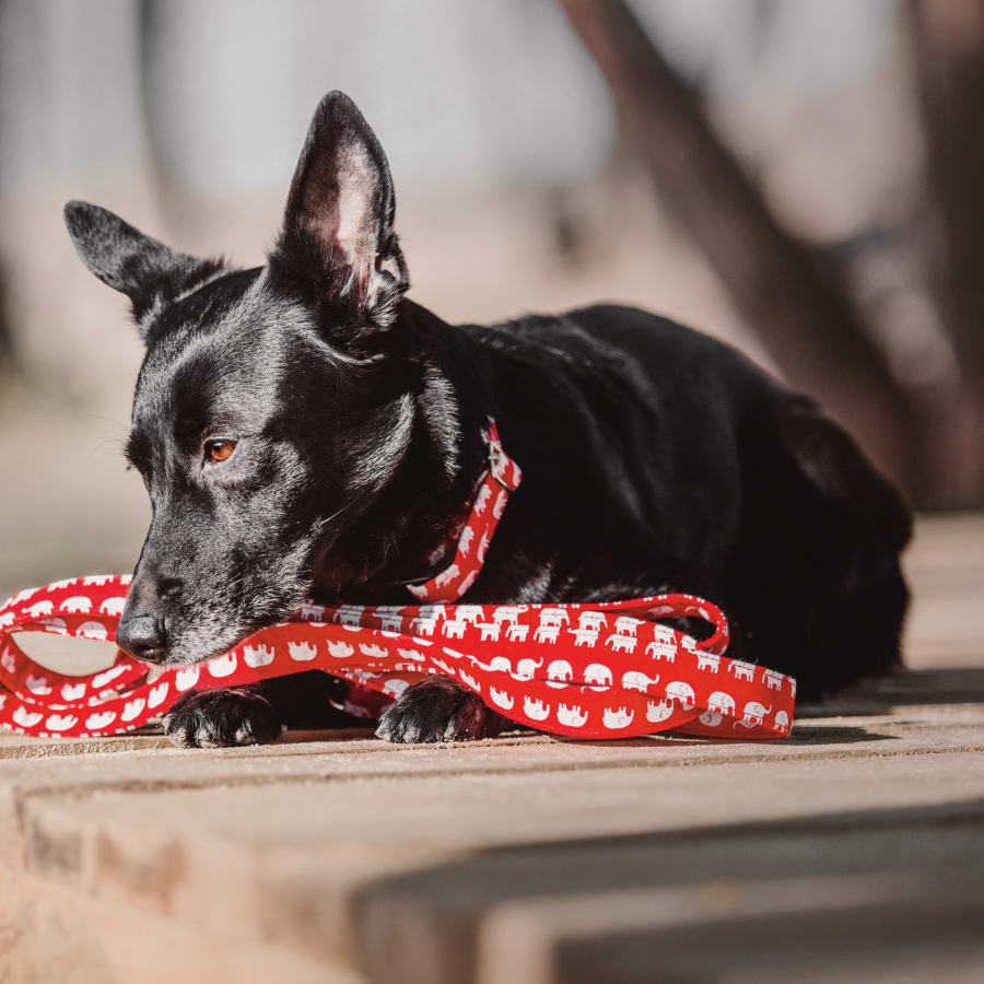 vaccinated black dog saved from parasites